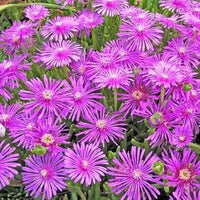 Delosperma Blumensamen zur Aussaat – Halbschatten verträglich – Traditionssorte & ohne Gentechnik Samen Hausgarten