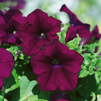 Pelletized Logro Floribunda Bordeaux Petunie Samen ausdrucksstark Garten