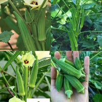 Rot Green Okra Planting Samen for Gemüses