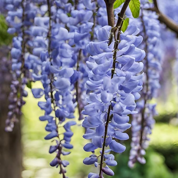 Wisteria (wisteria blume) samen for anpflanzung in home garten