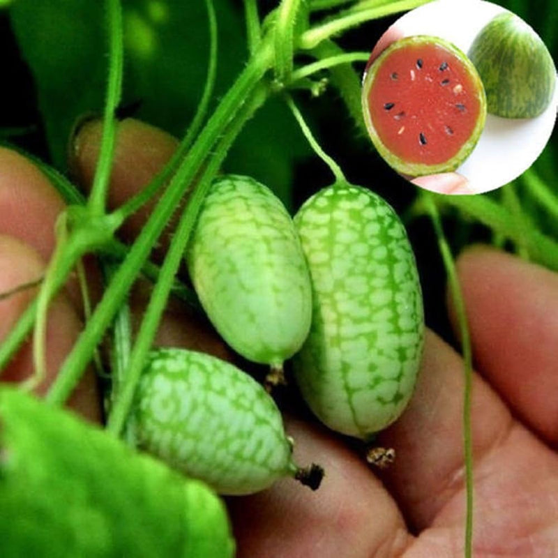 Green Cucamelon Gemüse Samen zum Pflanzen