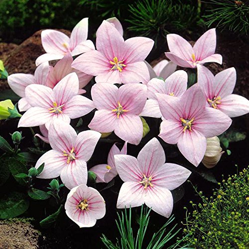 Platycodon Astra Samen einzigartig Balloon-Shaped Blumen