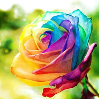 Violett MultiColor Rose Blumensamen zur Aussaat Anzucht Traditionssorte & ohne Gentechnik Samen Hausgarten