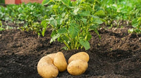 Segunda papas gemüse samen für aussaat - samen delicious and nutritious potato