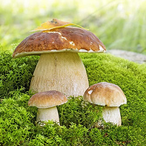 Pilz Gemüse Samen zum Pflanzen
