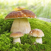 Pilz Gemüse Samen zum Pflanzen