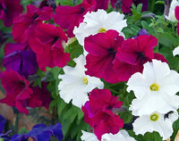 Tricolor Petunie Petunie x hybrida Blumensamen zur Aussaat Blume Beet