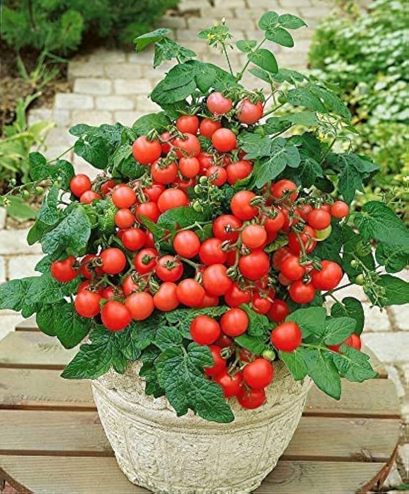 Rot Rose Tomate Solanum lycopersicum Samen For Planting