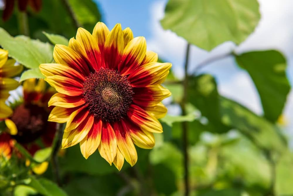 Branching Sonnenblume Samen zur Aussaat Blume Beet Hausgarten