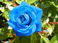 Blau Rose Blumensamen zur Aussaat Wildblume Mischung Traditionssorte & ohne Gentechnik Samen Hausgarten