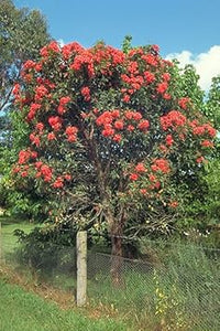 Ficifolia blume samen for anpflanzung - premium quality, heirloom & gmo free samen for home garten
 
 sale for anpflanzung in home garten