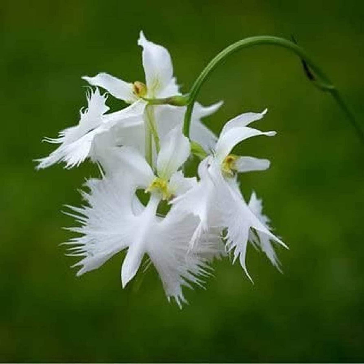 Egret orchid blume samen for anpflanzung - garten favorite, heirloom & gmo free samen for home garten
 
 sale samen for home garten