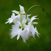 Egret orchid blume samen for anpflanzung - garten favorite, heirloom & gmo free samen for home garten
 
 sale samen for home garten