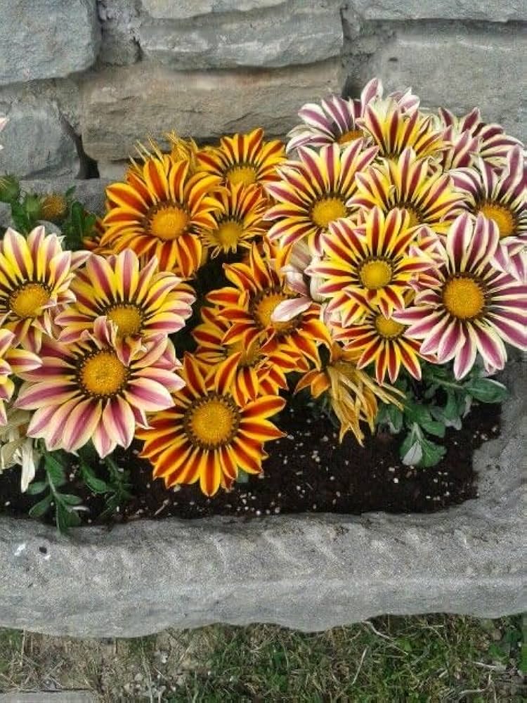 Mittagsgold Kiss Lemon Gelb Mittagsgold rigens Samen zur Aussaat Blume Beet Stein Garten