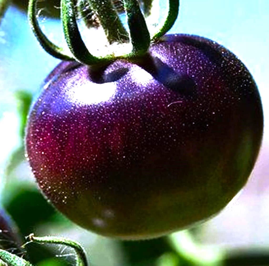 Lila tomato solanum lycopersicum für aussaat in raised bed