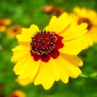 Calliopsis Samen einfache Aussaat – Garten Blumensamen