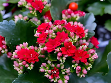 Kalanchoe blume samen for colorful, low-maintenance garten pflanzen