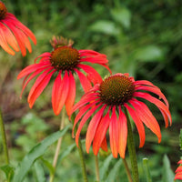 Echinacea purpurea samen for anpflanzung in pollinator garten