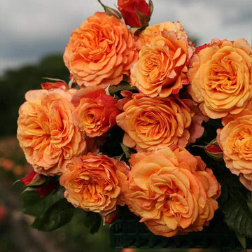 Goldish gelb rose blume samen for anpflanzung - drought tolerant, heirloom & gmo free samen for home garten
 
 sale for anpflanzung in home garten.