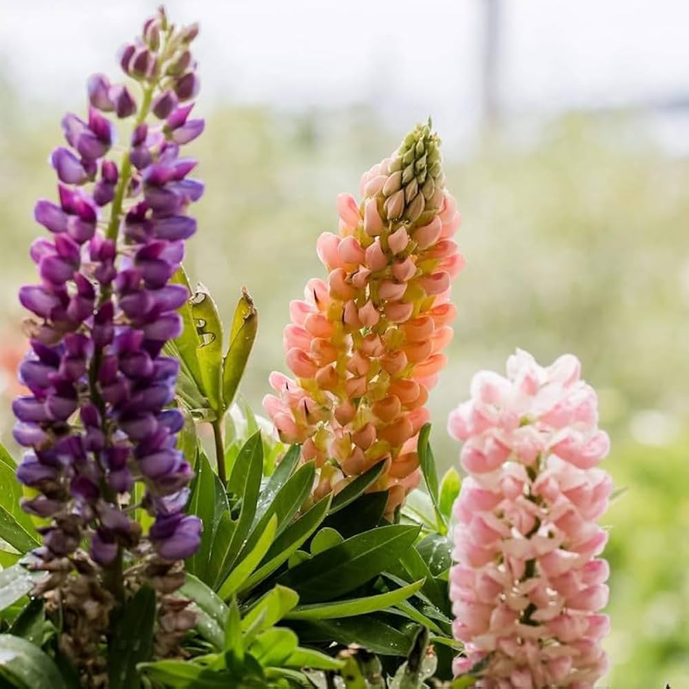 Gemischt Lupine Blumensamen zur Aussaat farbenfroh Wildblume Garten