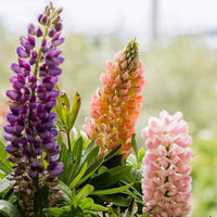 Gemischt Lupine Blumensamen zur Aussaat farbenfroh Wildblume Garten