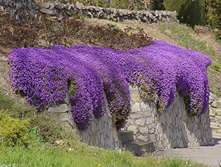 Lila Aubrieta Cascade Blumensamen zur Aussaat – Halbschatten verträglich – Traditionssorte & ohne Gentechnik Samen Hausgarten