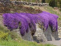 Lila Aubrieta Cascade Blumensamen zur Aussaat – Halbschatten verträglich – Traditionssorte & ohne Gentechnik Samen Hausgarten