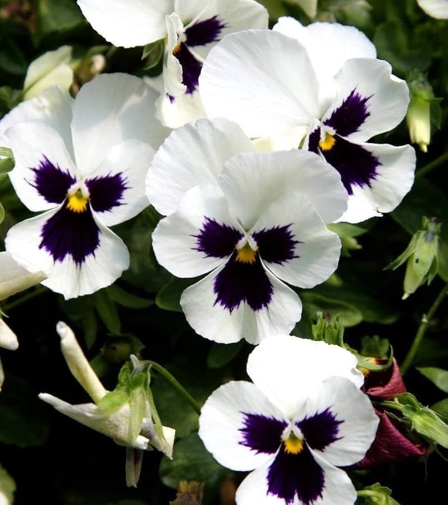 Viola silverbride swiss giant blume samen for garten decoration