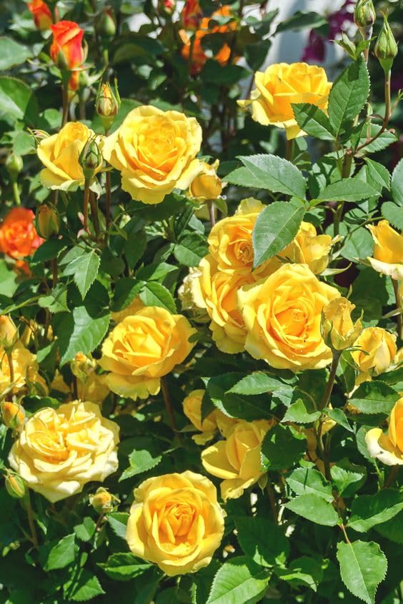 Mustard Gelb Rose Blumensamen zur Aussaat – leuchtend – Traditionssorte & ohne Gentechnik Samen Hausgarten