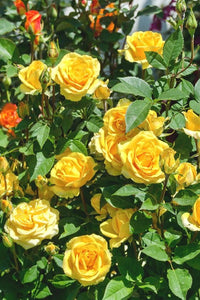 Mustard Gelb Rose Blumensamen zur Aussaat – leuchtend – Traditionssorte & ohne Gentechnik Samen Hausgarten