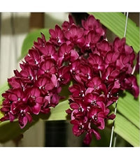 Kastanienrot Schmetterling Orchids Blumensamen zur Aussaat – ideal Rabatten – Traditionssorte & ohne Gentechnik Samen Hausgarten