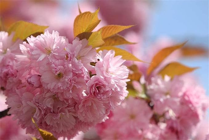 Japanese Sakura Samen – selten Japanese Cherry Blossom Blumensamen – Rosa Prunus Serrulata
