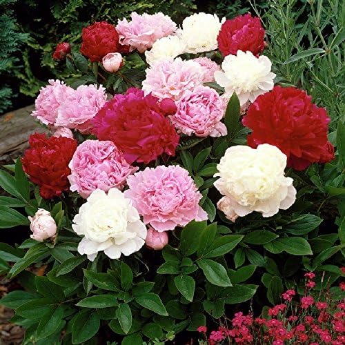 Precious weiß peony blume samen for potted bonsai and garten pflanzen