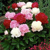 Precious weiß peony blume samen for potted bonsai and garten pflanzen