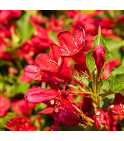 Rot Weigela Blumensamen zur Aussaat Schnitt Blume beliebt Traditionssorte & ohne Gentechnik Samen Hausgarten