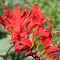 Crocosmia lucifer blume samen for anpflanzung perfect for borders heirloom & gmo free samen for home garten 
 
 sale for anpflanzung in home garten