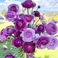 Lavendel Ranunculus Blumensamen – Halbschatten verträglich Traditionssorte & ohne Gentechnik Hausgarten