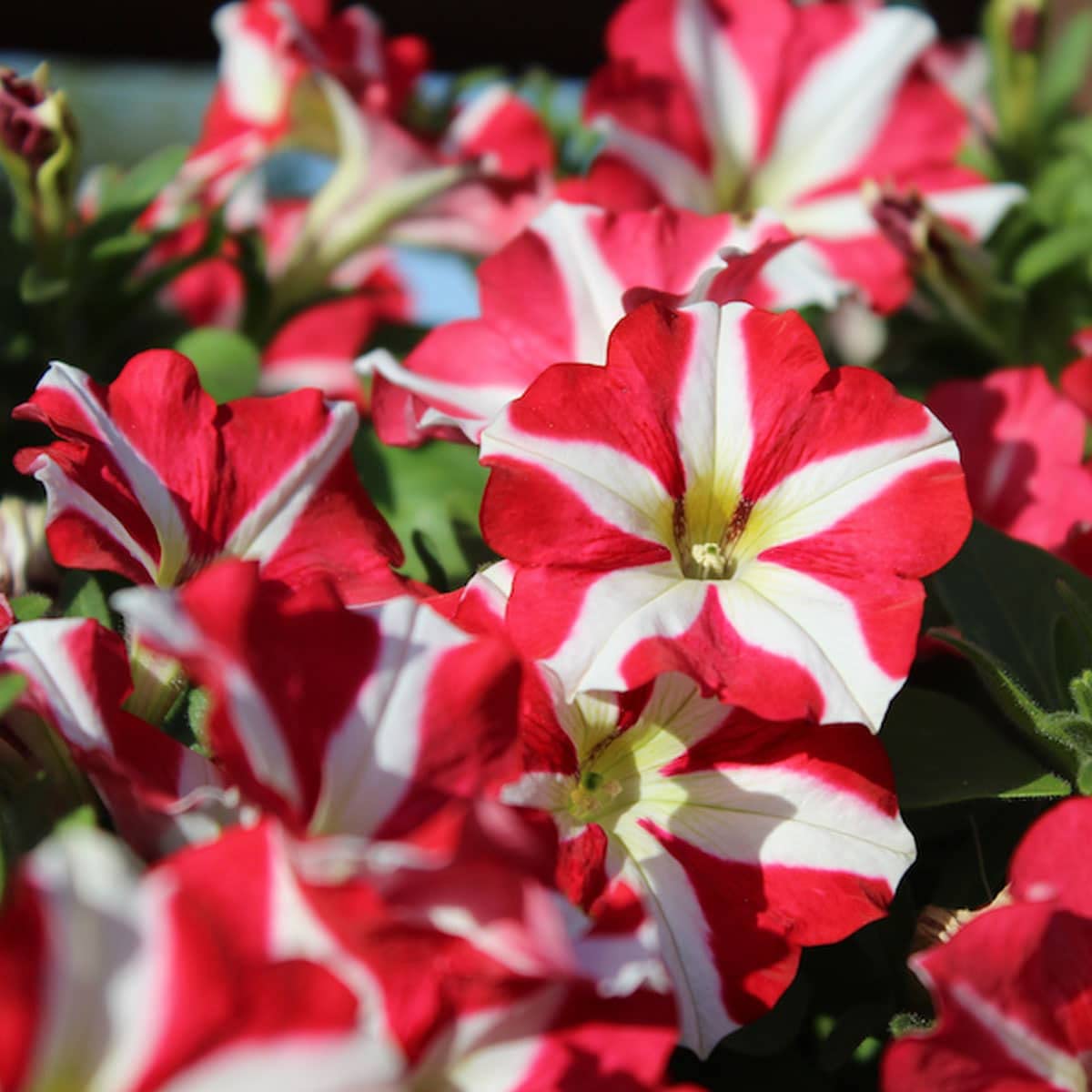 Petunie Confetti Tango Rot Star Samen zur Aussaat Blume Beet
