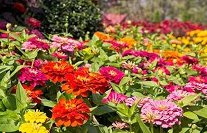 California giant zinnia samen for giant colorful blooms