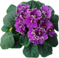 Futaba Violett Blumensamen zur Aussaat – Landhaus Garten wichtig – Traditionssorte & ohne Gentechnik Samen Hausgarten