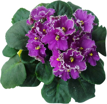 Futaba Violett Blumensamen zur Aussaat – Landhaus Garten wichtig – Traditionssorte & ohne Gentechnik Samen Hausgarten