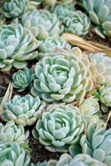 Heirloom echeveria blume samen for anpflanzung compact growth heirloom & gmo free samen for home garten 
 
 sale for anpflanzung in home garten