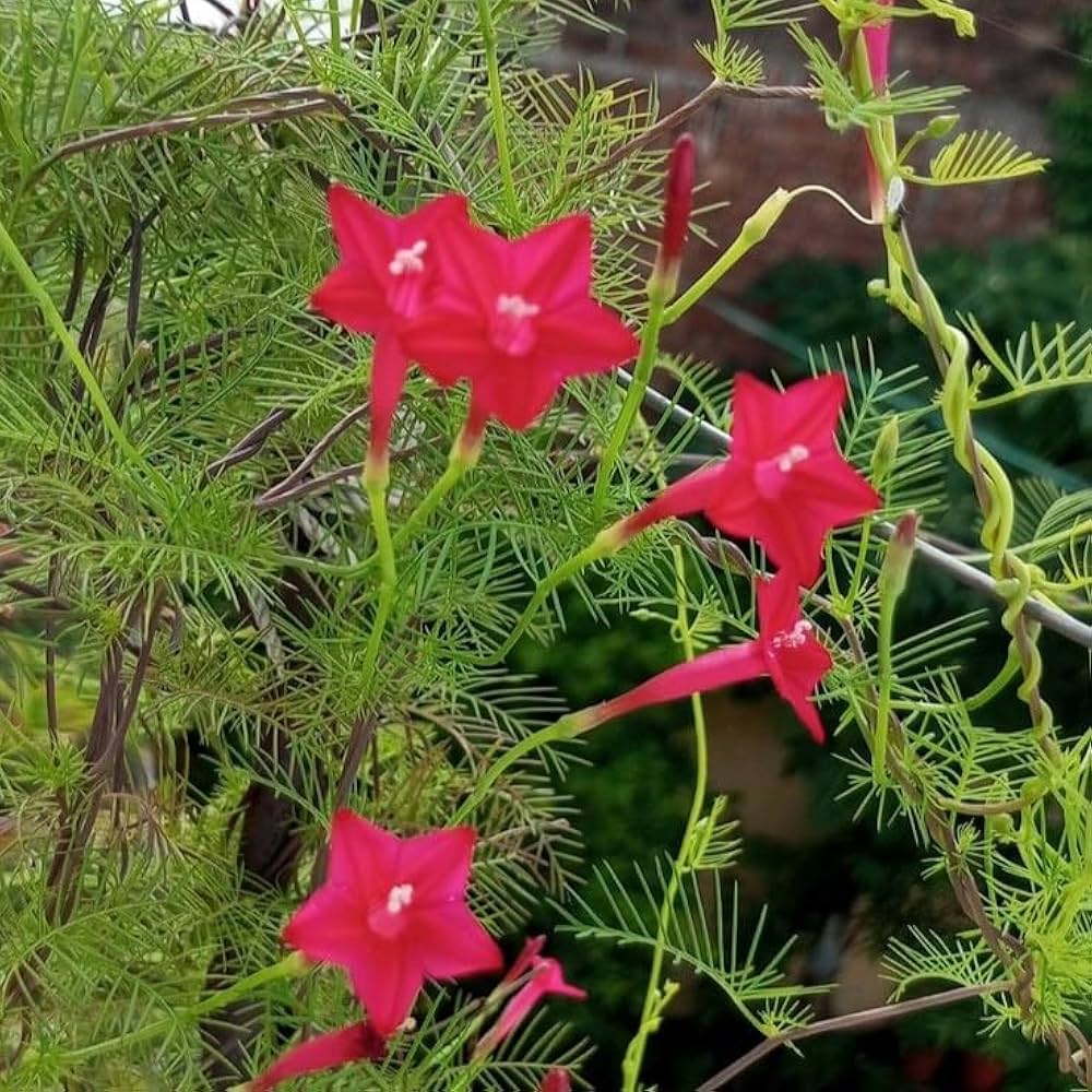 Rot Cypress Blumensamen zur Aussaat – lang Blüte Saison – Traditionssorte & ohne Gentechnik Samen Hausgarten