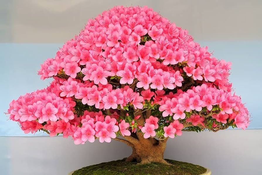selten Bonsai Hot Rose & Rosa Azalee Samen farbenfroh Garten Blüten