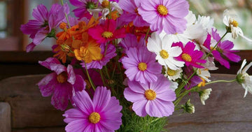 Kosmos-blumensamen cosmos bipinnatus for anpflanzung in blume bed