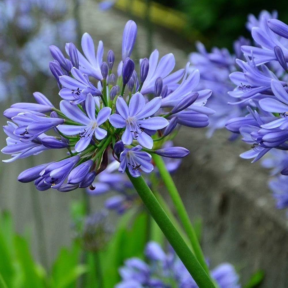 Mischung Agapanthus Blume Samen zur Aussaat – leuchtend mehrjährige Samen a Garten