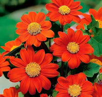 Mexican Sonnen 'Torch' Tithonia Rotundifolia Samen zur Aussaat Blume Beet