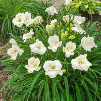 Weiß Hemerocallis Blumensamen zur Aussaat Wildblume Mischung Traditionssorte & ohne Gentechnik Samen Hausgarten