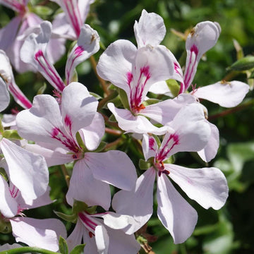 Lila weiß geraniums blume samen for anpflanzung - premium quality, heirloom & gmo free samen for home garten
 
 sale for anpflanzung in home garten