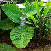 Alocasia Macrorrhiza Blumensamen zur Aussaat – leuchtend Blüten – Traditionssorte & ohne Gentechnik Samen Hausgarten